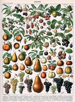 Alillot,Illustration de variétés de fruits