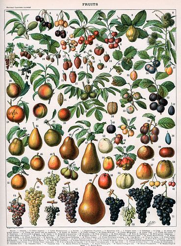 Alillot,Illustratie van fruitrassen