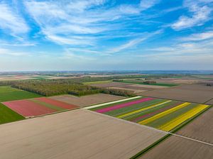 Tulpenfelder im Frühling von oben gesehen
