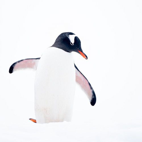 Brillenpinguin