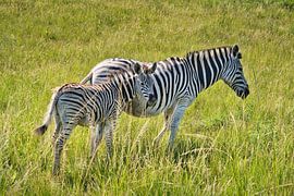 Mother and child zebra by Frank's Awesome Travels