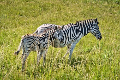 Moeder en kind zebra