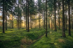 Green carpet