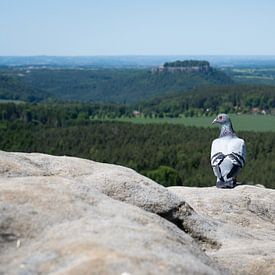 A pigeon gazes out over the green countryside by Adriana Müller