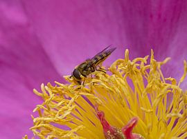 Violett von Sebastian Czech