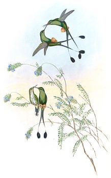 Peruaanse racket-tail, John Gould