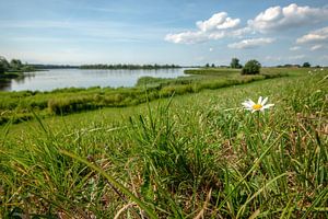 Blühendes Gänseblümchen am Rand eines niederländischen Dike mit einer Ansicht