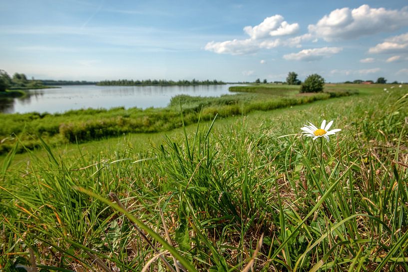 Blühendes Gänseblümchen am Rand eines niederländischen Dike mit einer Ansicht von Fotografiecor .nl