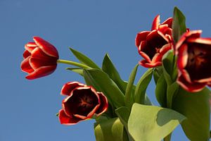 Hängende Tulpen.