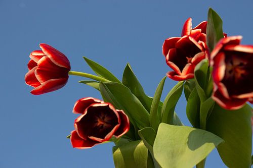 Hanging tulips.