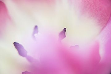 In het hart van de roze tulp, abstract van de buurtfotograaf Leontien