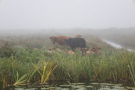 Rinder im Nebel von Heidi Bol