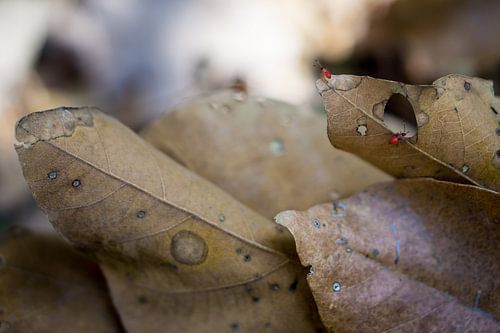 Deux fourmis rouges reposent sur une feuille d'automne aux nervures claires.