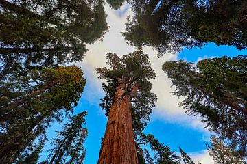 Bomen in de lucht van Ramses Külman