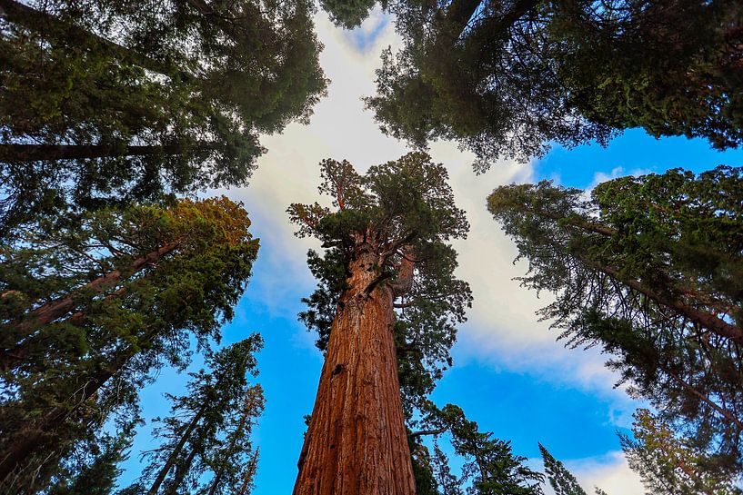 Bomen in de lucht van Ramses Külman