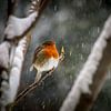Rotkehlchen im Schnee von Marlies Gerritsen Photography