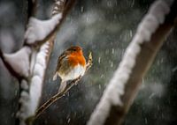 Robin dans la neige