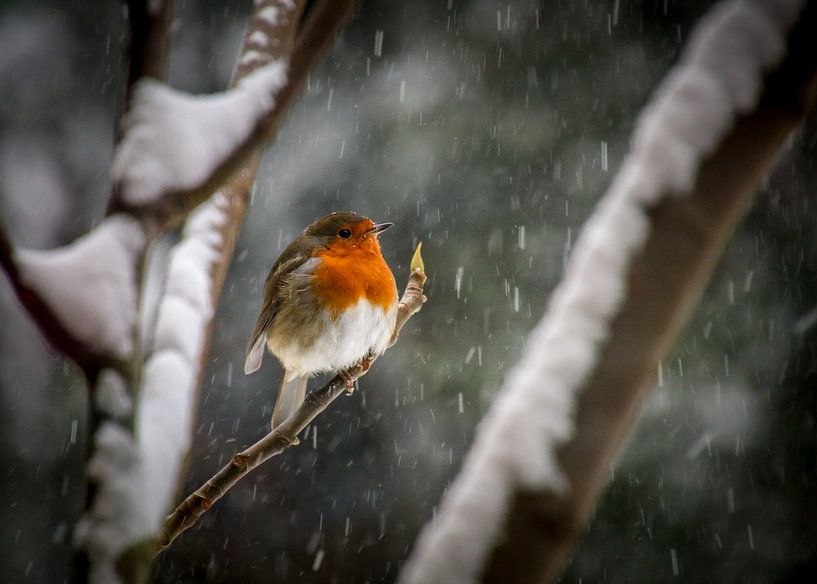 Roodborstje in de sneeuw van Marlies Gerritsen Photography