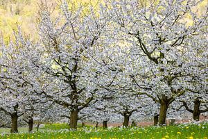 La saison des cerisiers en fleurs