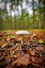 Zwischen den Herbstblättern von Alexander van der Molen