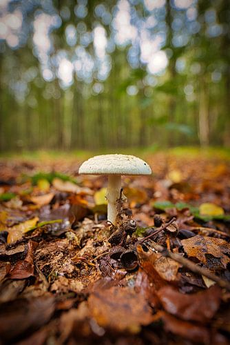 Parmi les feuilles d'automne