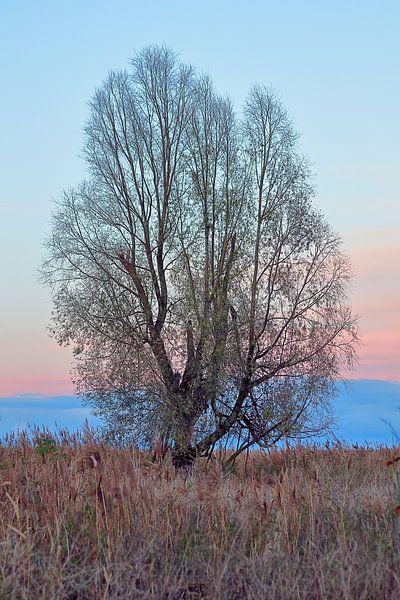 Winter tree by Niels Jansen