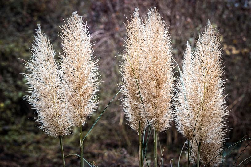 Grass by Rob Boon