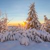 Sonnenaufgang zwischen verschneiten Bäumen von Daniela Beyer