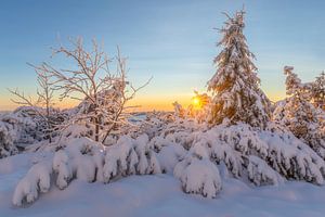 Sonnenaufgang zwischen verschneiten Bäumen
