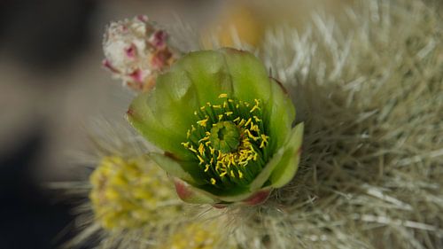 Cholla bloem close-up
