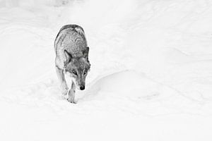 Noir wolf, een sluwe gevaarlijke wolf kijkt toe. van Michael Semenov