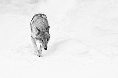 Noir wolf, een sluwe gevaarlijke wolf kijkt toe.