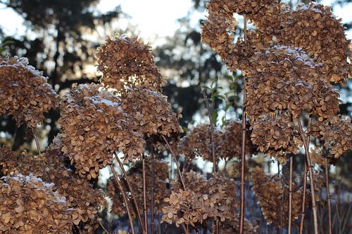 Hortensia's in de winter