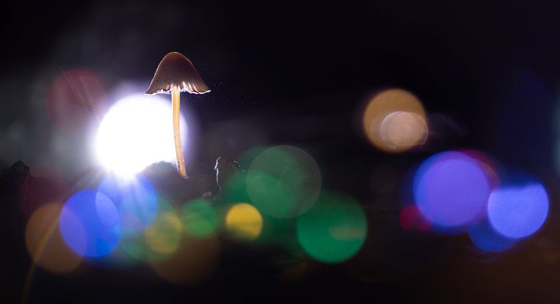 Lights by peterheinspictures