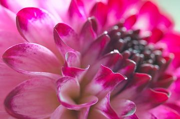 Details van een roze met witte Dahlia van Jolanda de Jong-Jansen