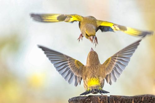 Groenlingen in gevecht