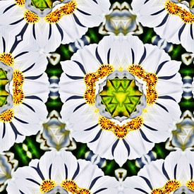 kaléidoscopes numériques floraux décoratifs sur Werner Lehmann