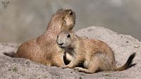 prairiehond by Raymond Engelen thumbnail