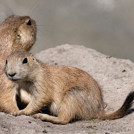 chien de prairie sur Raymond Engelen