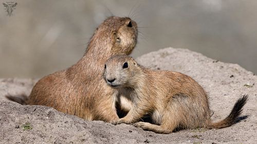 Präriehund von Raymond Engelen