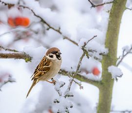 Nahaufnahme von einem Feldspatz auf einem schneebecketen Baum von ManfredFotos