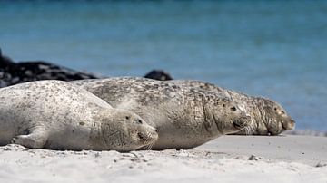 Seals (3 in a row, Dune, Helgoland)#0042 by Johannes Jongsma