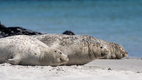 Zeehonden (3 op een rij, Dune, Helgoland)#0042