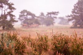 Glorious Autumn at the Veluwe - Heath no. 1 by Deborah de Meijer