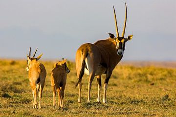 Oryx antilope met kinderen van Peter Michel