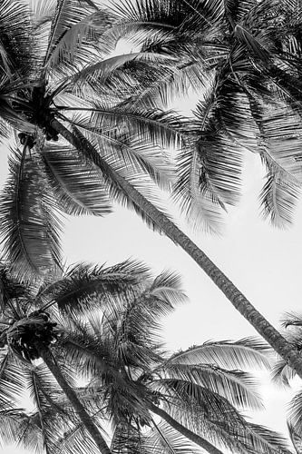 Palmbomen in een Ritmisch Spel van Licht en Schaduw in Zwart-Wit