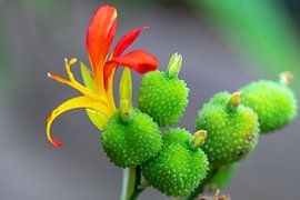 beautiful colors in nature by Harmen Goedhart