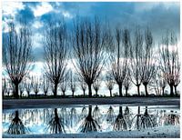 wilgen met reflectie in water. Willows with reflection in water.