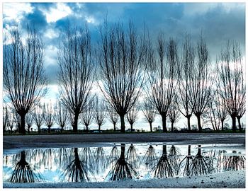 des saules avec réflexion dans l'eau. Des saules qui se reflètent dans l'eau.