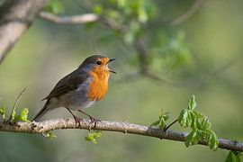 robin sings its spring song loudly ! by Jelle Mijnster